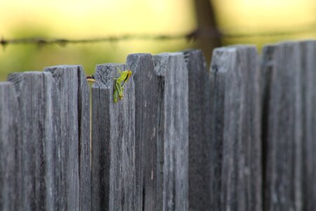 Insect nature green