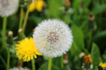 Flower faded dandelion fluff