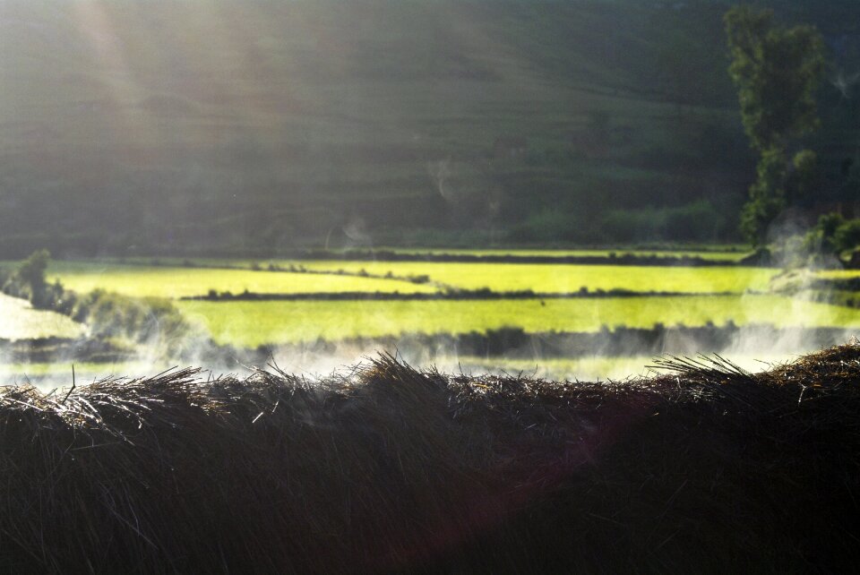 Rice field madagascar countryside