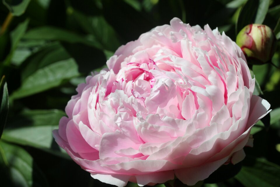 Bloom nature flora