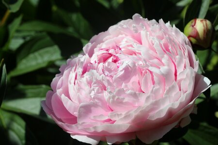 Bloom nature flora