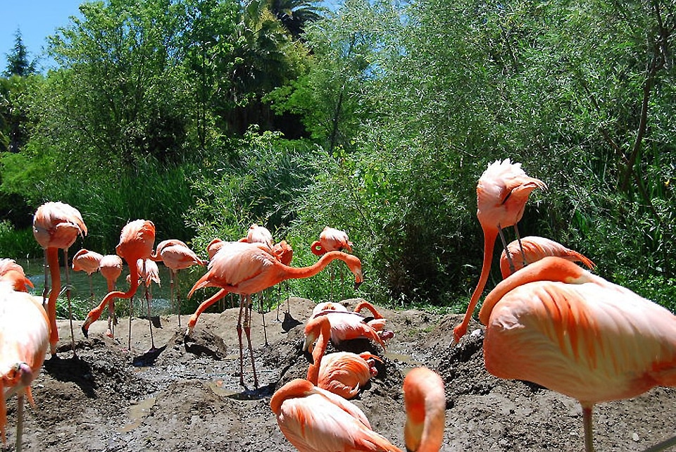Tropical tall wildlife
