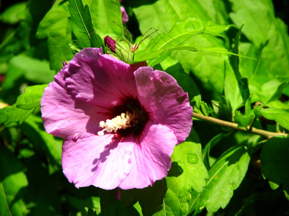 Blossom bloom spider