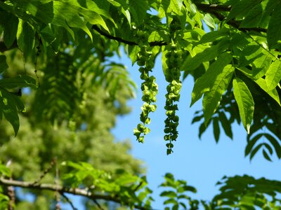 Sky nature seeds