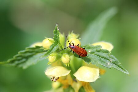 Close up leaf red beetle photo