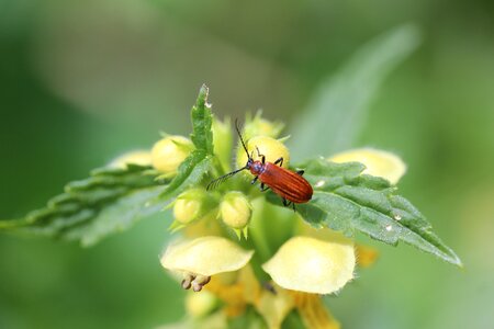 Close up leaf red beetle