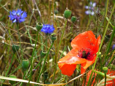Blue grass colorful