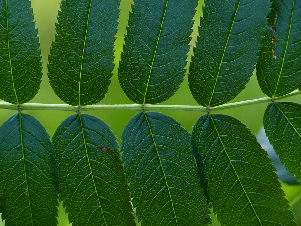 Green foliage natural