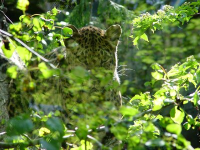 Wild cat africa