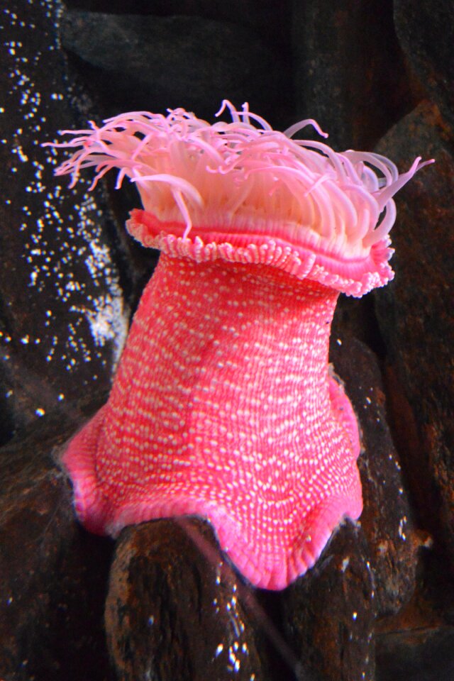 Pink submarine ocean