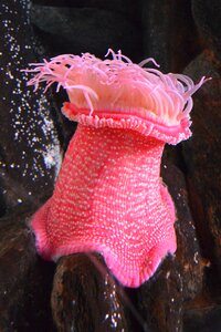 Pink submarine ocean