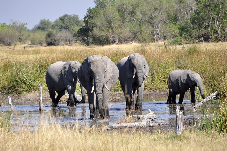 Elephant africa okavango delta