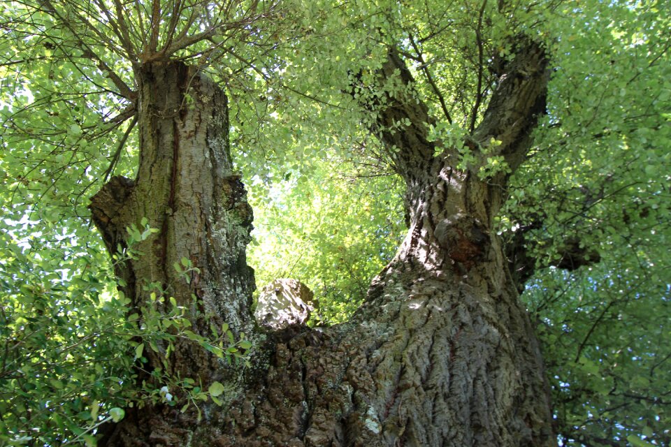 Tree branches murmur