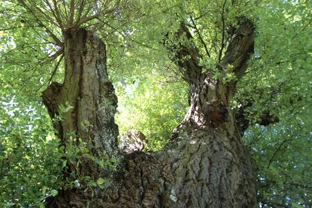 Tree branches murmur