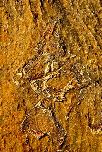 Prehistoric paleontology fossilized