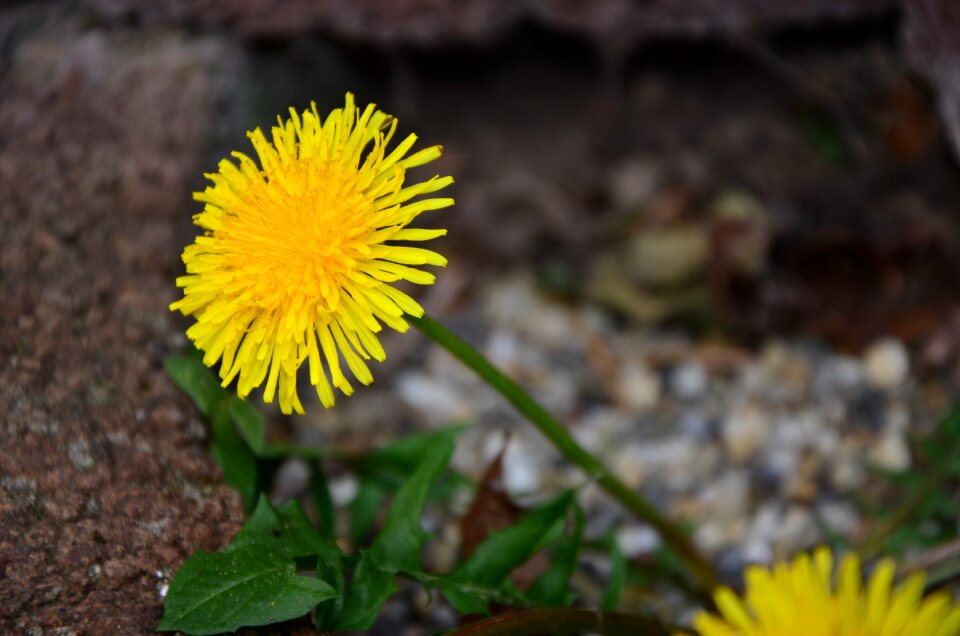 Yellow blossom bloom