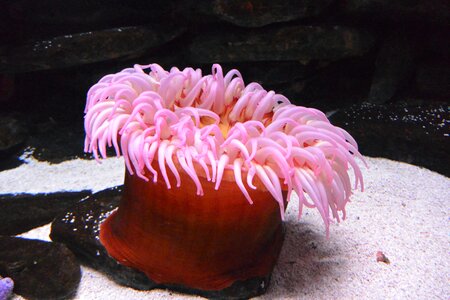 Pink submarine ocean