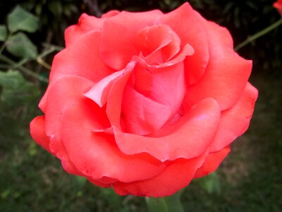 Flower garden beautiful