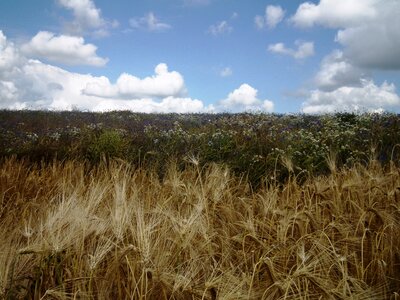 Cereals cornfield grain