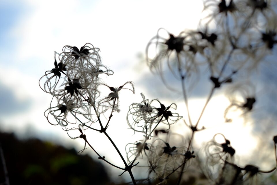 Beautiful plant blooming