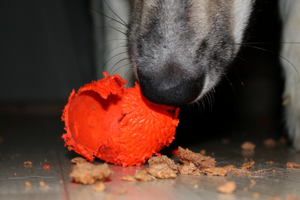 Bandy dog chewing toy
