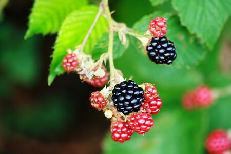 Semi mature edible fruits of the forest