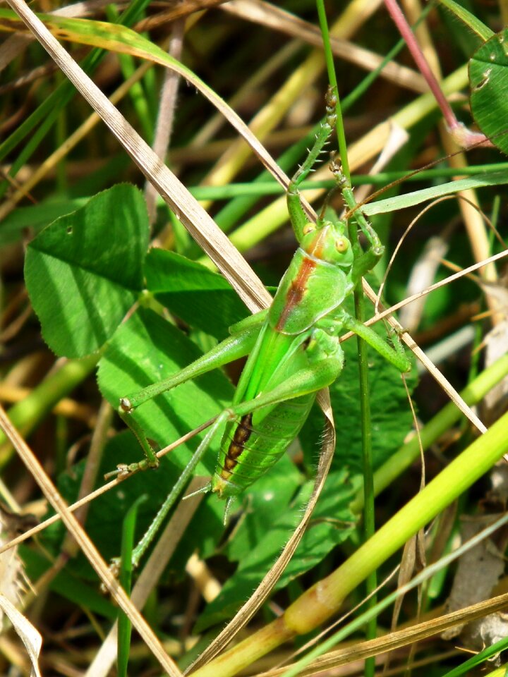 Insect camouflage viridissima