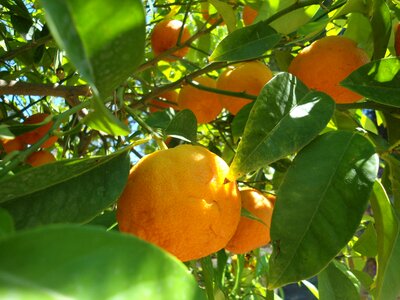 Orange fruit fresh