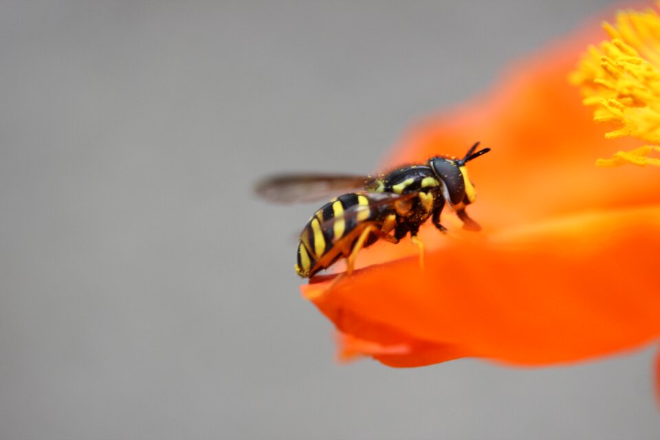 Pollination animal collect nectar
