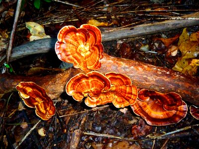 Orange fungus woods