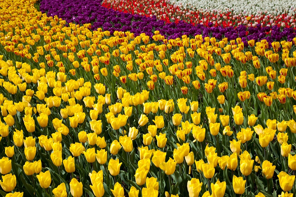Bloom blossoms color