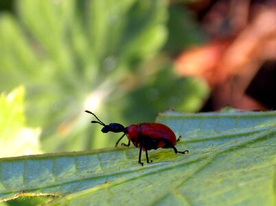 Insect animal nature