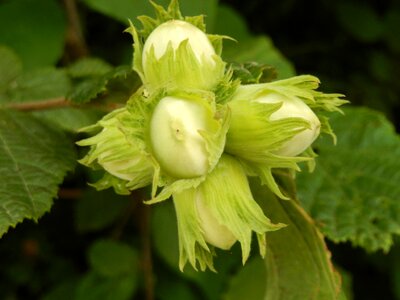 Hazelnuts fall nature