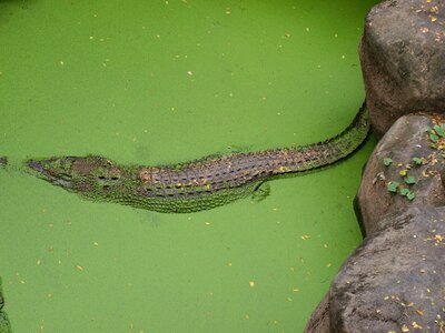 Reptile crocodile predator