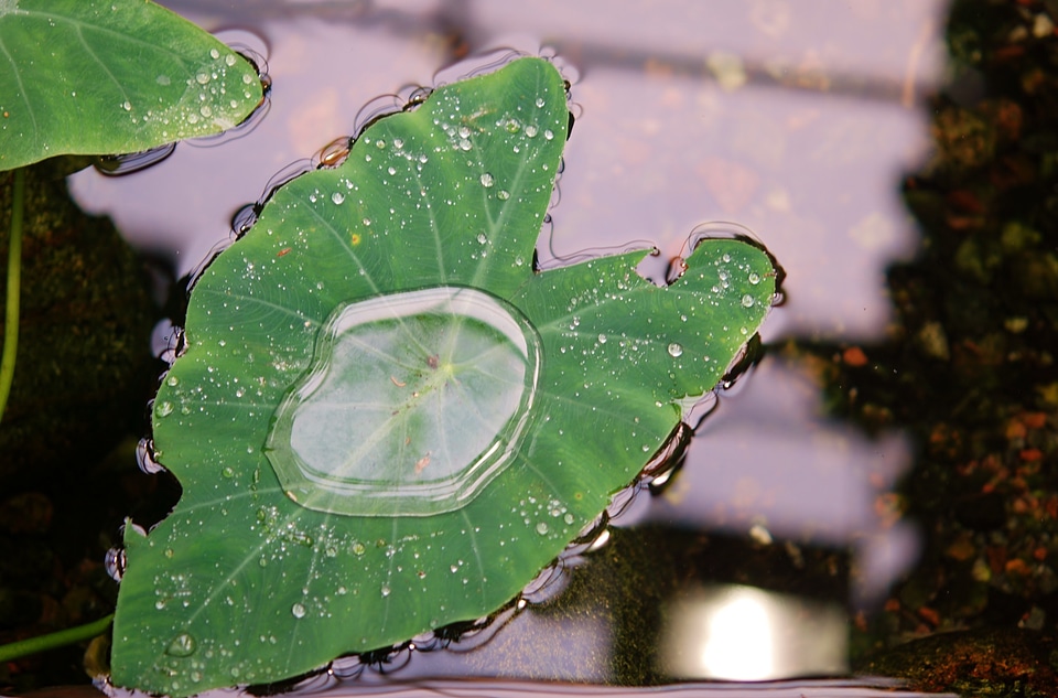 Drops plant leaves