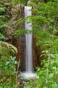 Forest waterfall green waterfall