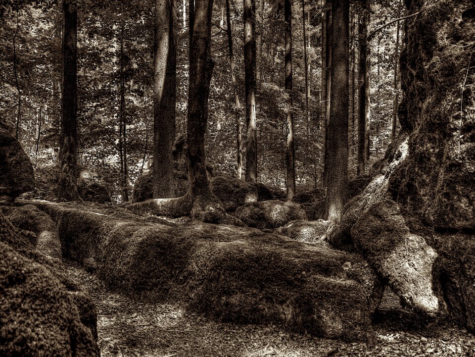 Tree root national park overgrown