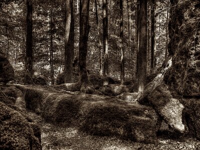 Tree root national park overgrown