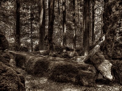 Tree root national park overgrown photo