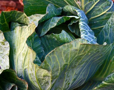Produce food leaves