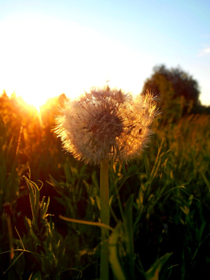 Sunset summer sun