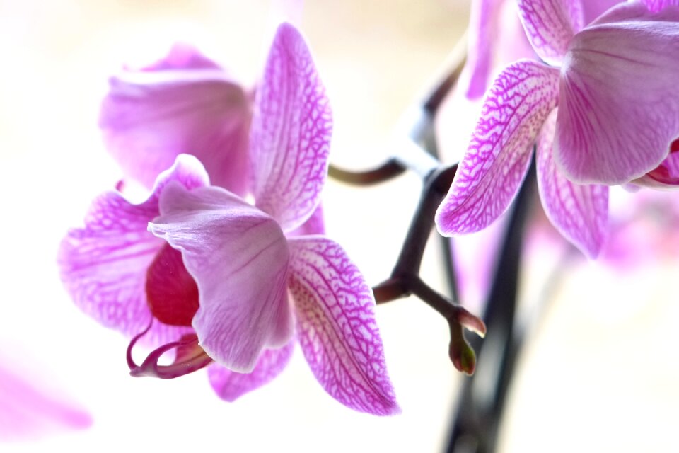 Flower macro nature