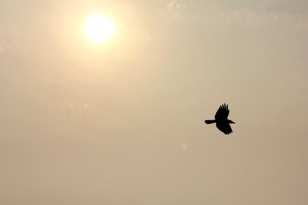 Silhouette sky flight