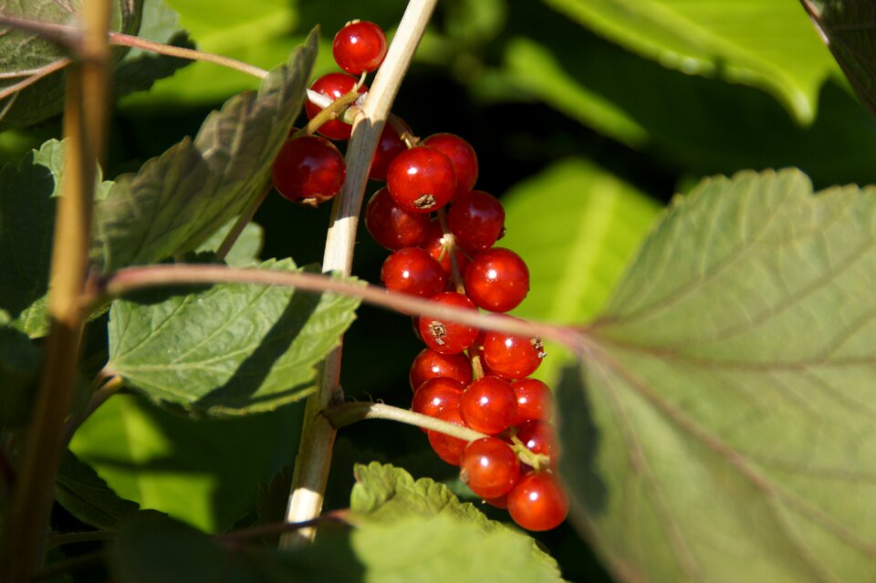 Panicle ripe fruit