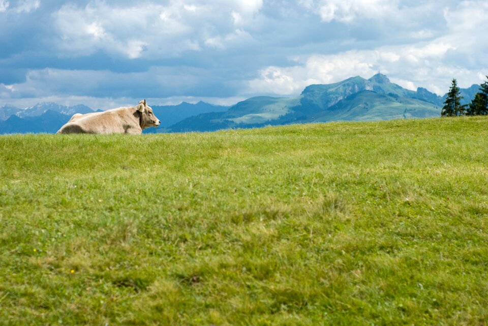 Mountain nature summer