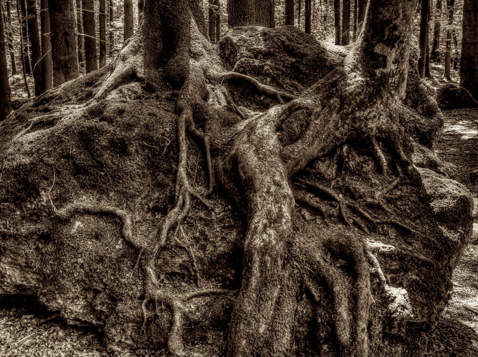 Forest national park overgrown