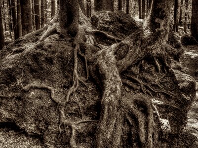 Forest national park overgrown
