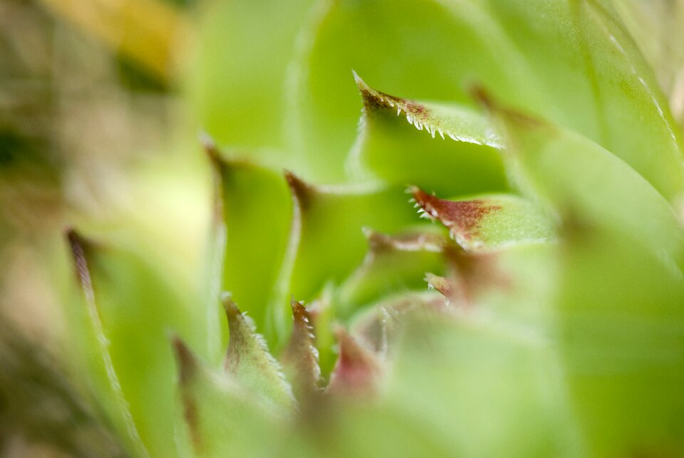 Close-up macro leaf