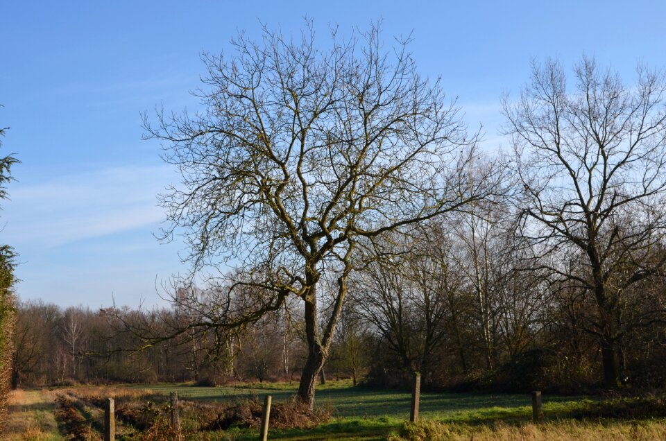 Tree nature field