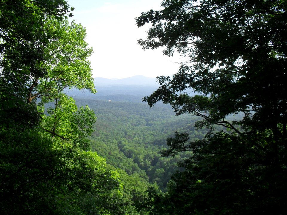 Landscape forest scenic